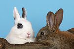 Zwergkaninchen / dwarf rabbits