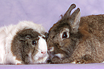 Meerschwein und Zwergkaninchen / guninea pig and dwarf rabbit