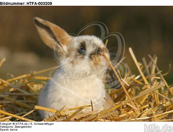 Zwergwidder / lop-eared bunny / HTFA-003209