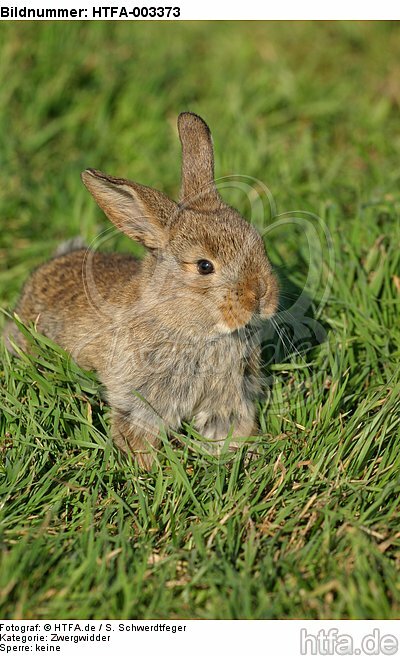 Zwergwidder / lop-eared bunny / HTFA-003373