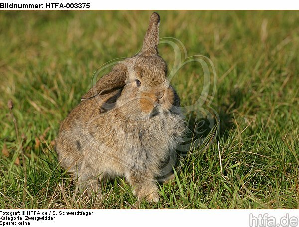 Zwergwidder / lop-eared bunny / HTFA-003375