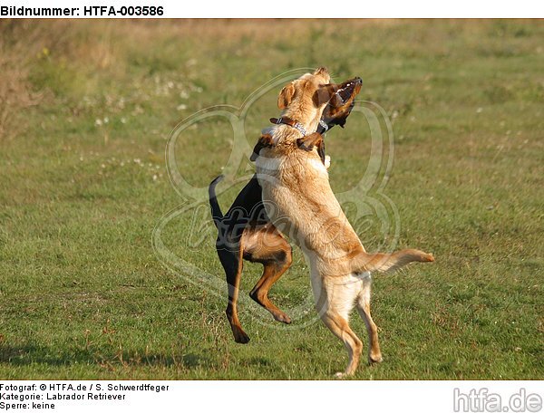 Labrador Retriever und Dobermann / Labrador Retriever und Doberman Pinscher / HTFA-003586