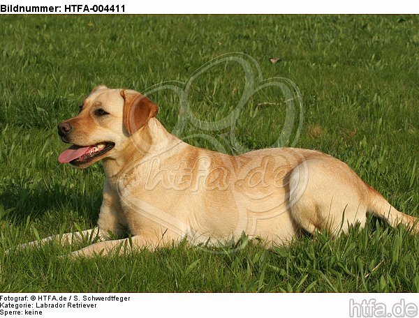 Labrador Retriever / HTFA-004411