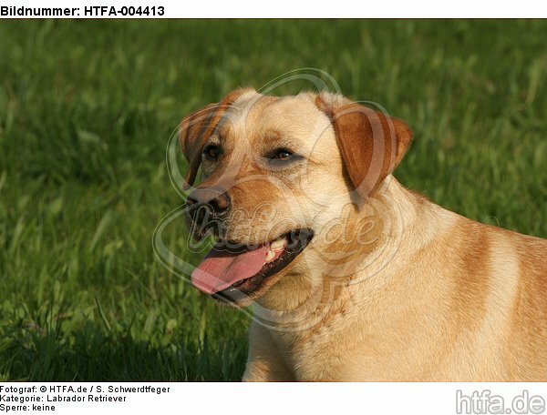 Labrador Retriever / HTFA-004413
