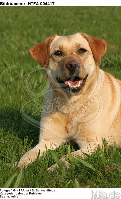 Labrador Retriever / HTFA-004417