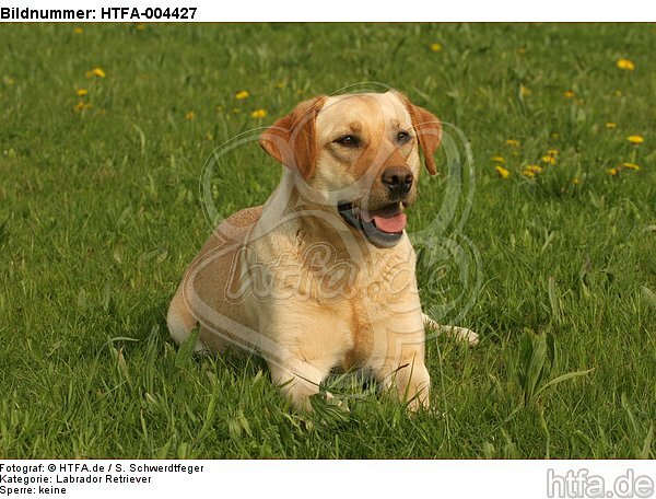 Labrador Retriever / HTFA-004427