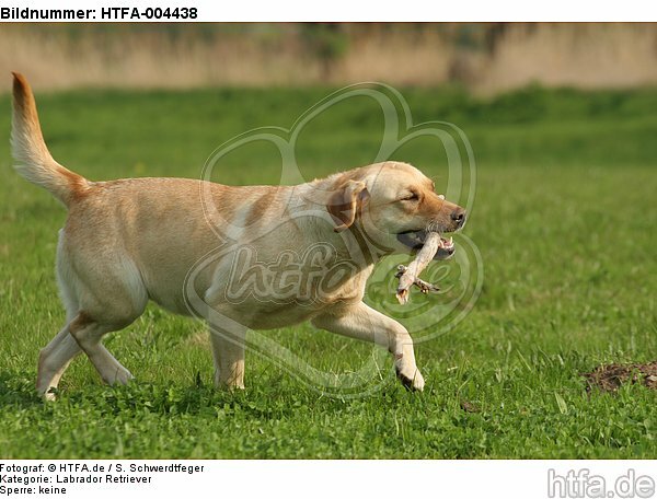 Labrador Retriever / HTFA-004438