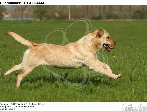 Labrador Retriever / HTFA-004444