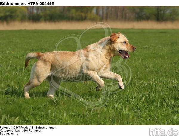 Labrador Retriever / HTFA-004445