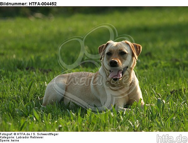 Labrador Retriever / HTFA-004452