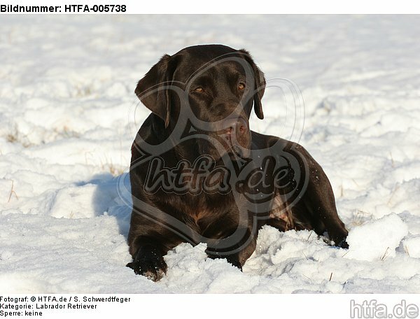 Labrador Retriever / HTFA-005738