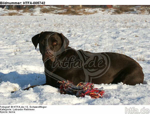 Labrador Retriever / HTFA-005742