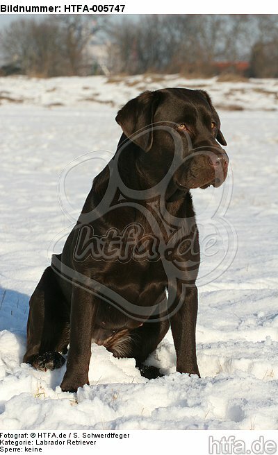 Labrador Retriever / HTFA-005747