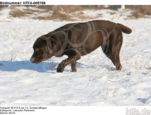 Labrador Retriever / HTFA-005768