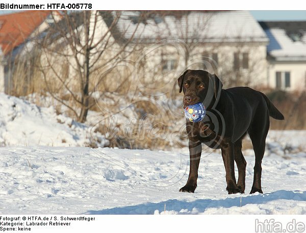 Labrador Retriever / HTFA-005778