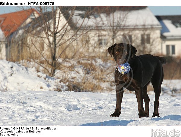 Labrador Retriever / HTFA-005779