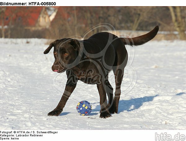 Labrador Retriever / HTFA-005800