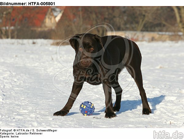 Labrador Retriever / HTFA-005801