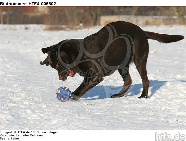 Labrador Retriever / HTFA-005802