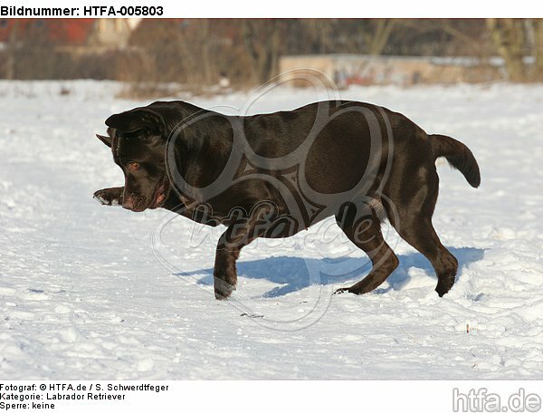Labrador Retriever / HTFA-005803