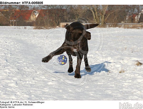 Labrador Retriever / HTFA-005805