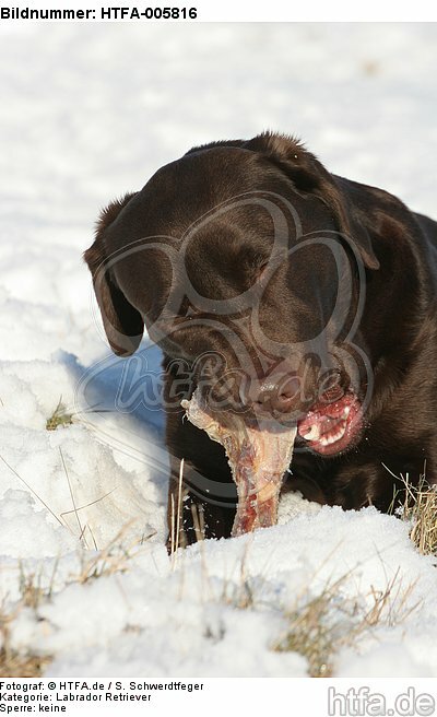 Labrador Retriever / HTFA-005816