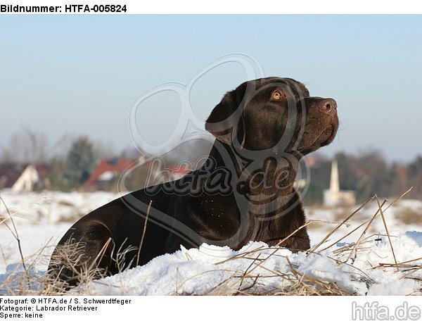 Labrador Retriever / HTFA-005824