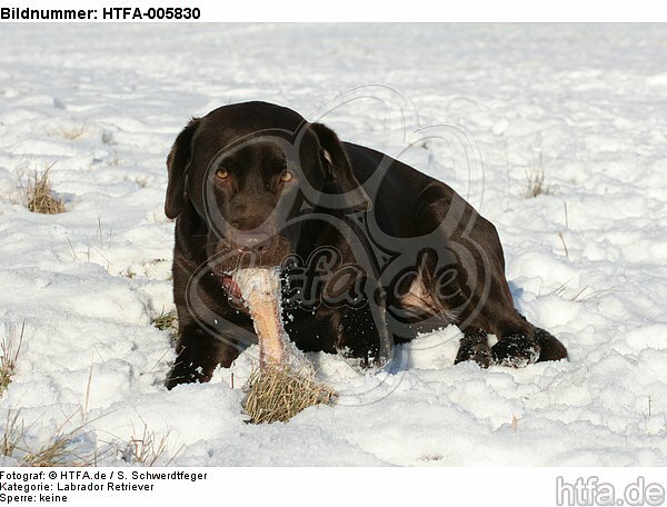 Labrador Retriever / HTFA-005830
