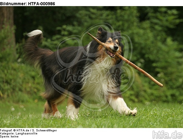 spielender Langhaarcollie / playing longhaired collie / HTFA-000986