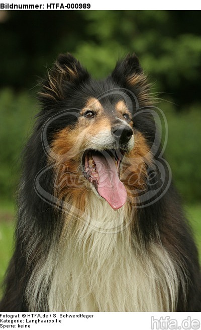 Langhaarcollie Portrait / longhaired collie portrait / HTFA-000989