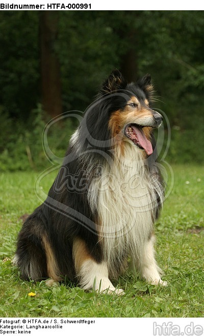 sitzender Langhaarcollie / sitting longhaired collie / HTFA-000991