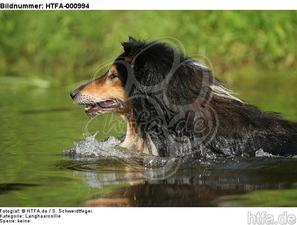 schwimmender Langhaarcollie / swimming longhaired collie / HTFA-000994