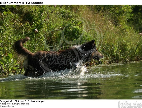 badender Langhaarcollie / bathing longhaired collie / HTFA-000999