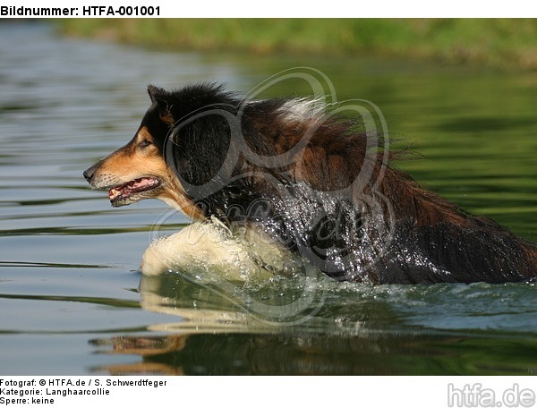 badender Langhaarcollie / bathing longhaired collie / HTFA-001001