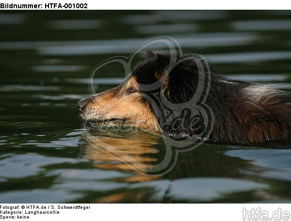 schwimmender Langhaarcollie / swimming longhaired collie / HTFA-001002