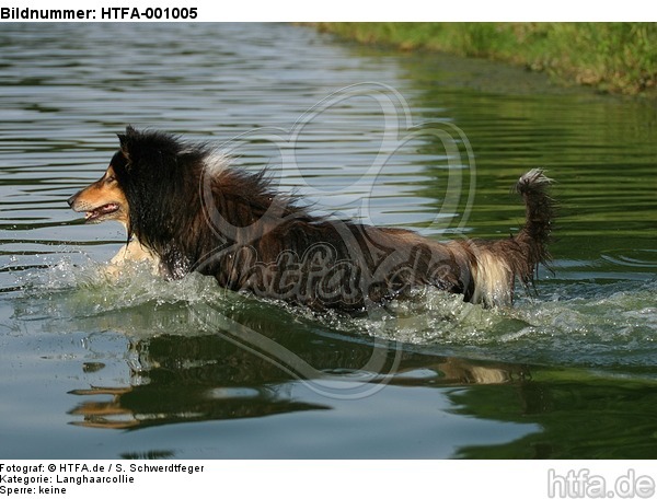 badender Langhaarcollie / bathing longhaired collie / HTFA-001005