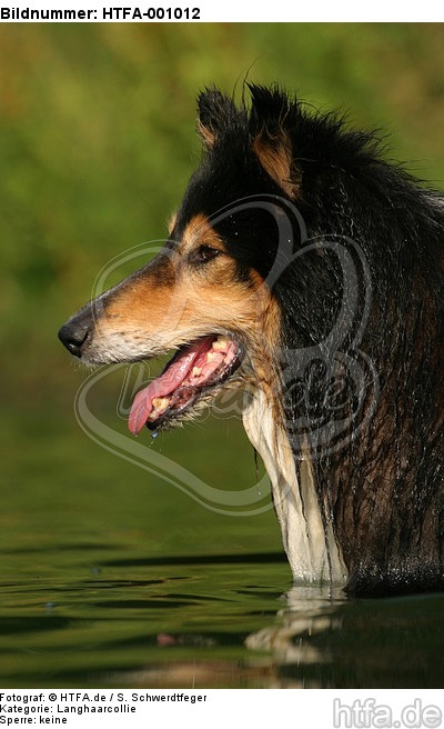 Langhaarcollie Portrait / longhaired collie portrait / HTFA-001012