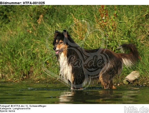 badender Langhaarcollie / bathing longhaired collie / HTFA-001025