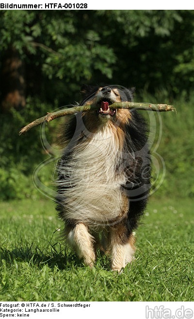 spielender Langhaarcollie / playing longhaired collie / HTFA-001028