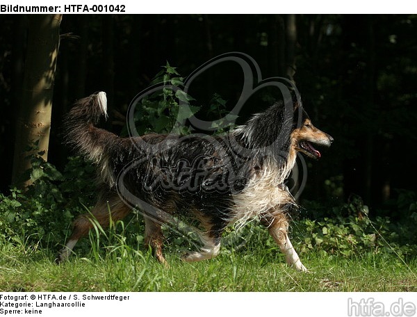 laufender Langhaarcollie / walking longhaired collie / HTFA-001042