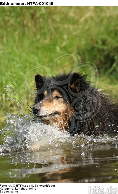 schwimmender Langhaarcollie / swimming longhaired collie / HTFA-001046