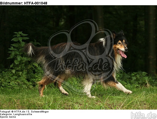 laufender Langhaarcollie / walking longhaired collie / HTFA-001048