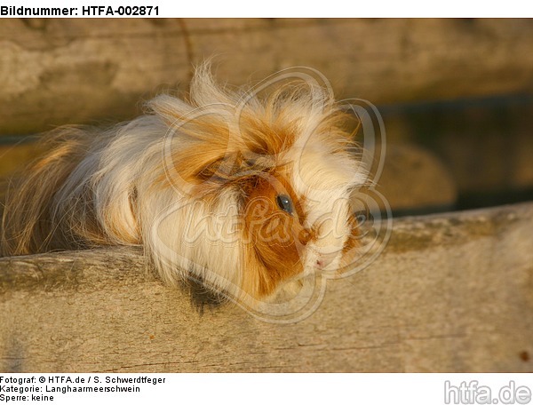 Langhaarmeerschwein / long-haired guninea pig / HTFA-002871