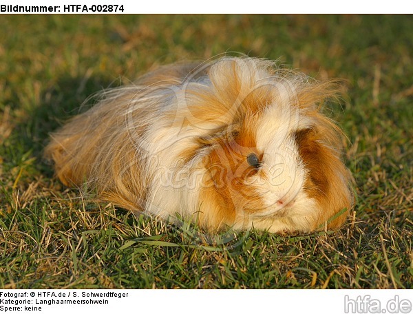 Langhaarmeerschwein / long-haired guninea pig / HTFA-002874