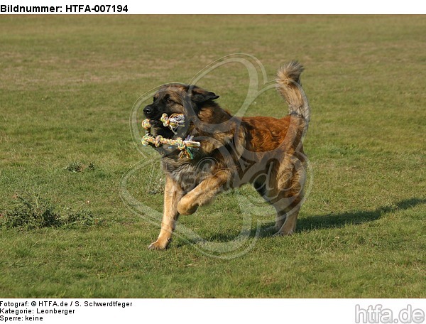 Leonberger / HTFA-007194