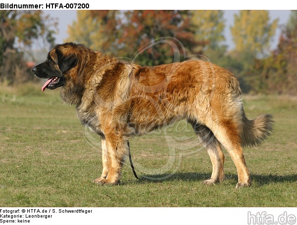 Leonberger / HTFA-007200