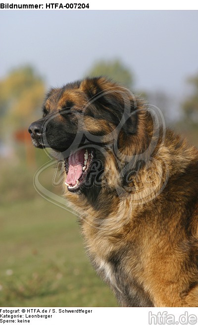 Leonberger / HTFA-007204