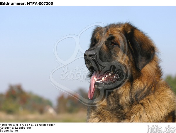 Leonberger / HTFA-007205