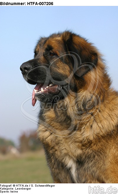 Leonberger / HTFA-007206