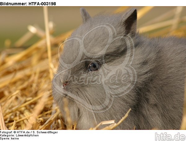 Löwenköpfchen / lion-headed bunny / HTFA-003198